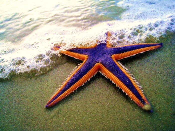 Royal_starfish_(Astropecten_articulatus)_on_the_beach