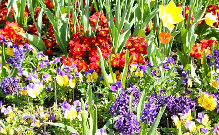 Hyde Park flowers-taken April 10, 2011