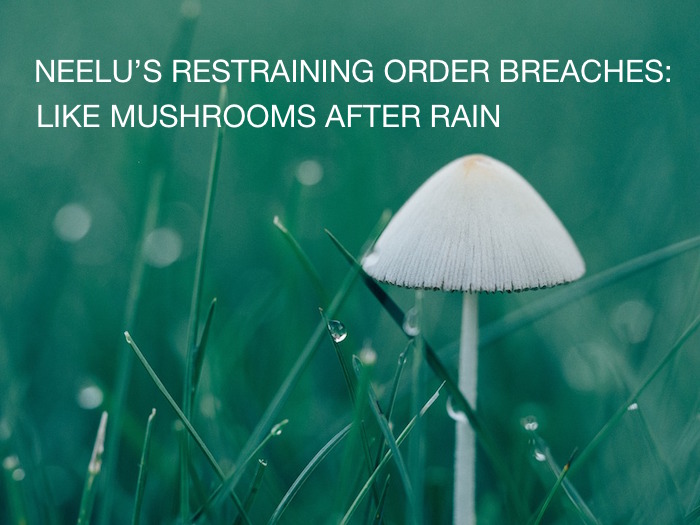 mushroom-after-rain