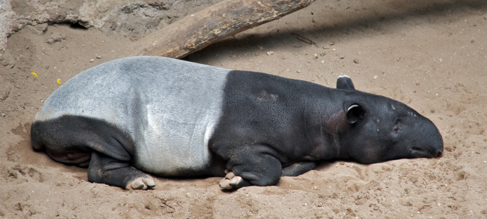 malayan_tapir_tapirus_indicus_at_bronx_zoo_cropped