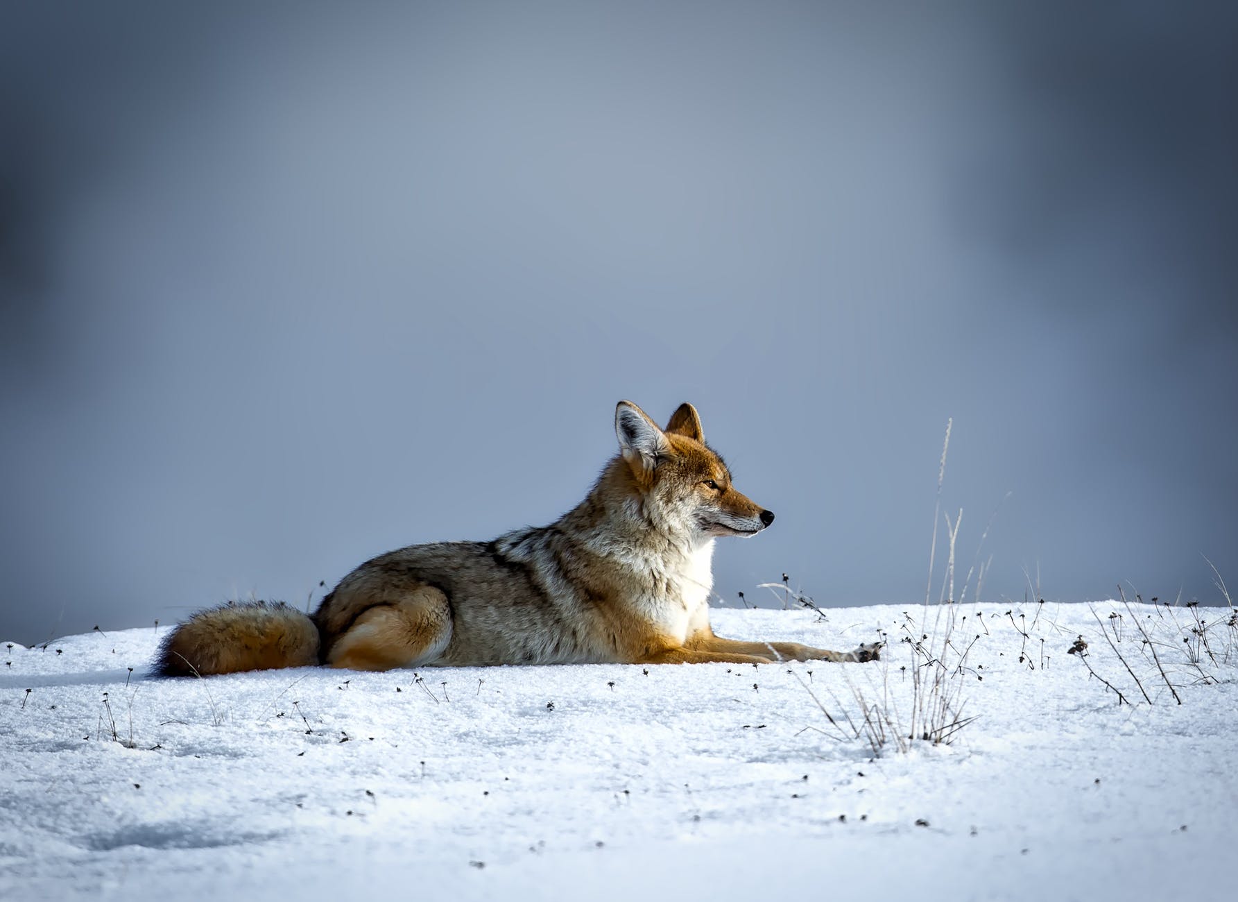 animal canine cold coyote